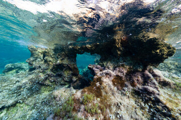 Fototapeta na wymiar minorca underwater scenery mediterranean fish oblada jellyfish coris julis donzella movement nursery moss plant rock cave love form formation