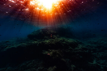 minorca underwater scenery mediterranean fish oblada jellyfish coris julis donzella movement...