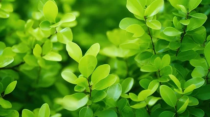 Photo sur Plexiglas Vert Closeup beautiful nature view of green leaf on blurred greenery background in garden with copy space using as background natural green plants landscape, ecology, fresh wallpaper concept. Generative Ai