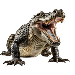 Crocodile roar isolated white background