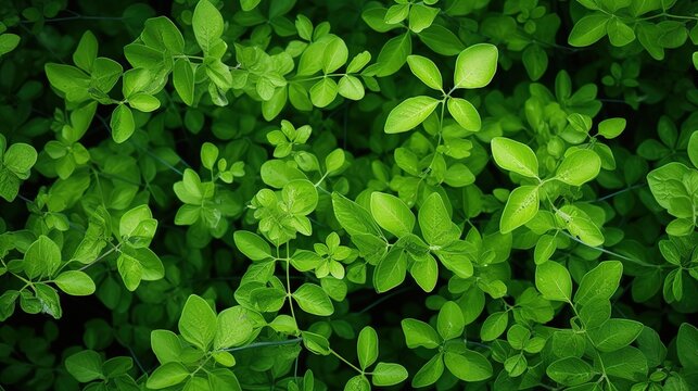  Closeup beautiful nature view of green leaf on blurred greenery background in garden with copy space using as background natural green plants landscape, ecology, fresh wallpaper concept. Generative A