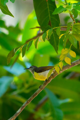 Purple rumped Sunbird
