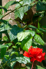 Obraz premium Purple rumped Sunbird