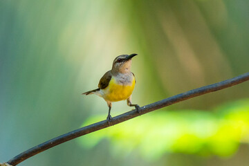 Purple rumped Sunbird