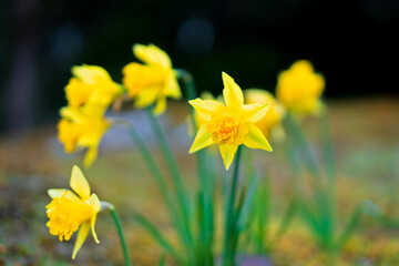 Obraz premium yellow daffodil flower