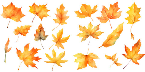 Naklejka na ściany i meble Watercolor autumn leave clipart for graphic resources