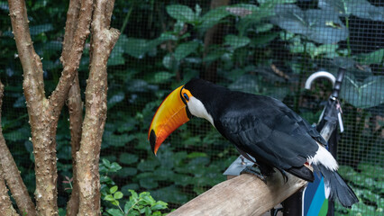A charming Big Toucan Ramphastos toco sits on a perch in a tropical garden. Bright black and white plumage, huge orange beak, blue eyes. Side view. Close-up. Brazil. Bird Park. Foz do Iguazu  