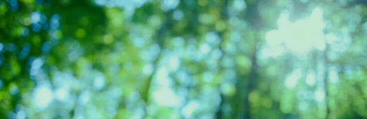 green forest blur bokeh banner
