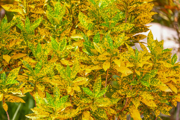 Croton plant that grows in Africa, decorative for garden and parks © poco_bw