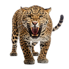 Naklejka premium Jaguar roar isolated white background