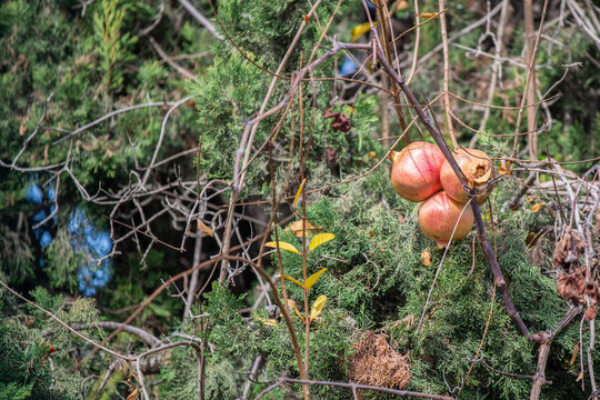Grenades sur l'arbre