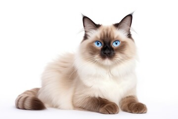 Neva masquerade cat on white background sitting and looking