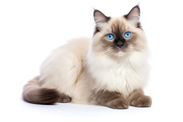 Neva masquerade cat on white background sitting and looking