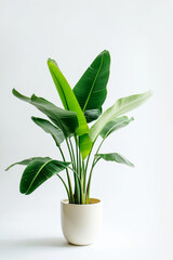 Green Indoor Plant in White Pot