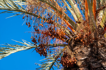 Gros plan sur les fruits et le feuillage d'un palmier dattier