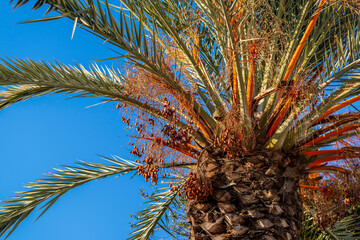 Gros plan sur les fruits et le feuillage d'un palmier dattier