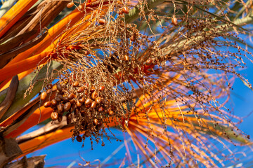 Gros plan sur les fruits et le feuillage d'un palmier dattier