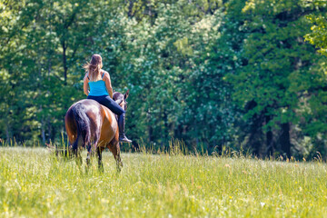 Young woman with brunette long hair rides bareback with her brown horse across a summer meadow, dressed in a blue tank top and riding pants with boots.