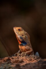 portrait of an Oriental garden lizard.