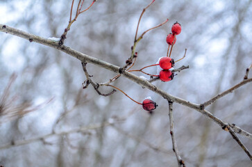 Red rose hips against a background of white snow.