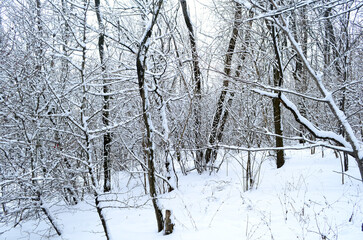 Winter forest. Tree branches in white snow.