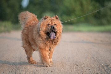 A beautiful purebred chow-chow dog on a walk in a summer park.