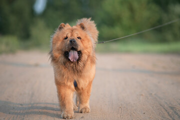 A beautiful purebred chow-chow dog on a walk in a summer park.