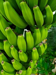 Bananas are one of the nutritious and nutritious healthy foods, especially for athletes