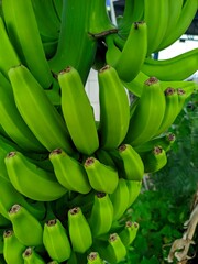 Bananas are one of the nutritious and nutritious healthy foods, especially for athletes