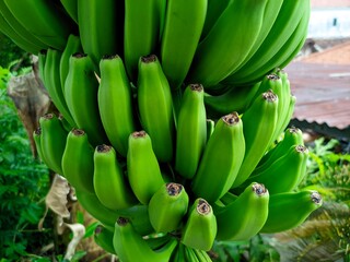 Bananas are one of the nutritious and nutritious healthy foods, especially for athletes © Ainur
