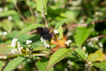 A Heliophorus ila butterfly on the flower.