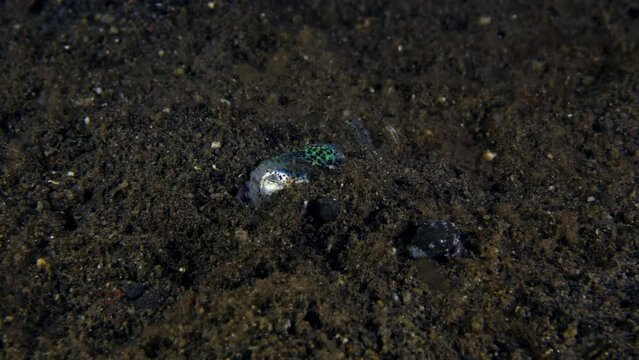 Berry's bobtail squid - Euprymna berryi is burring into the seabed 4k slow motion. Sea life of Tulamben, Bali, Indonesia.