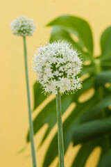 flower of onion