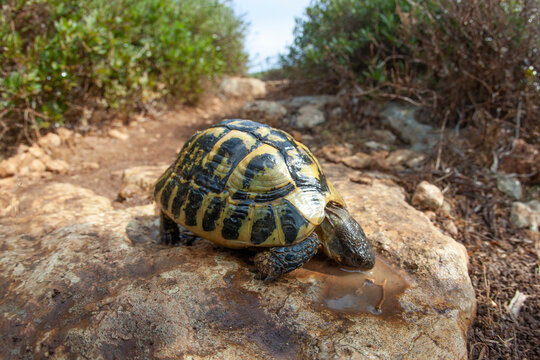 land turtle after rain drinking water near mediterranean sea Minorca island nature animal