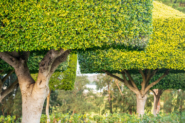 Allée d'arbres artistiquement taillés dans un parc