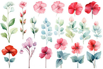 Watercolor painting.Begonia symbols on a white background. 