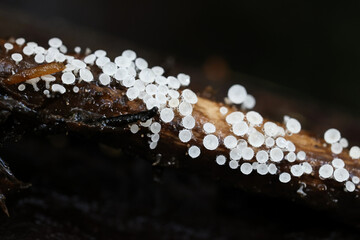 Lachnum pudibundum, tiny white disco fungus from Finland, no common English name