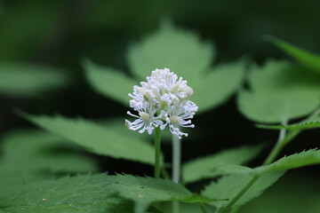 Baneberry, Actaea spicata, also known as Bugbane, Herb christopher or Toadroot, wild poisonous plant from Finland