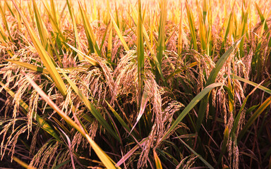 grass in the morning