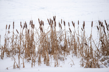 Fototapeta na wymiar Reeds and sedges are covered with snow in winter.