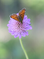 Small pearl-bordered fritillary, Boloria selene, also known as silver-bordered fritillary,  feeding on Field Scabious in Finland