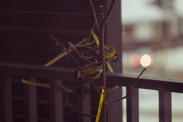 titmouse bird in balcony garden