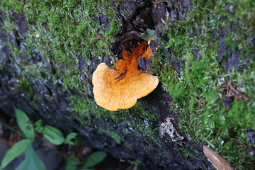 Pycnoporellus fulgens, orange bracket fungus growing on spruce in Finland, no common English name