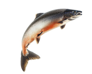 Fototapeta premium Salmon fish isolated on transparent background, png element for food.