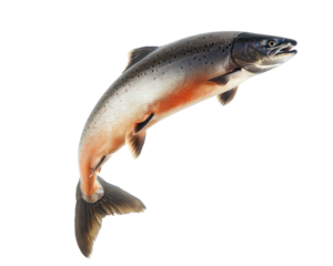 Salmon fish isolated on transparent background, png element for food.