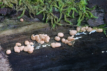 Trichoderma europaeum, a parasitic fungus from Finland, no common English name