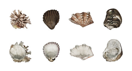 set of seashells - obrazy, fototapety, plakaty