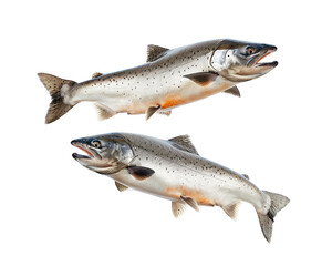 Salmon fish isolated on transparent background, png element for food.