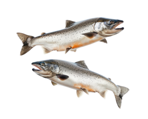 Salmon fish isolated on transparent background, png element for food.