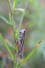 Large marsh grasshopper, Stethophyma grossum, insect from Finland